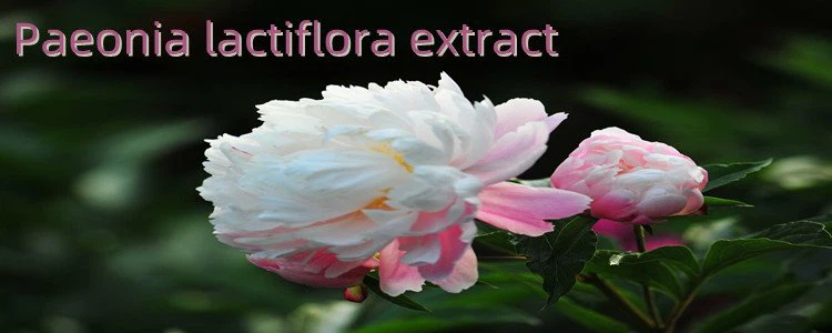 Paeonia Rubra Extract.png